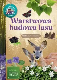 Hit cenowy Warstwowa budowa lasu